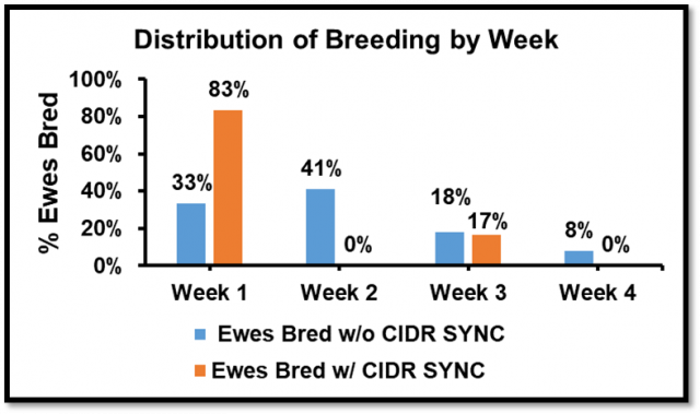 Using CIDRs for Precision Management | OSU Small Ruminant Team